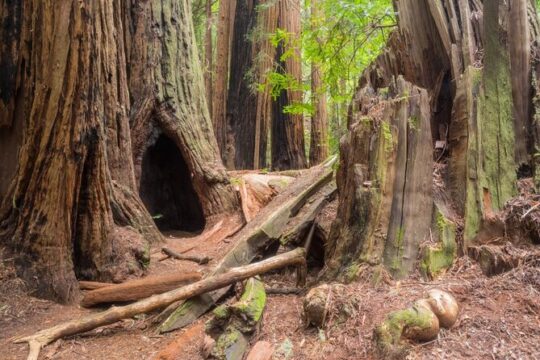 Muir Woods Self-Guided Walking and Driving Audio Tour