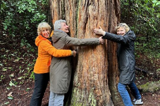 Private Muir Woods Tour Via Luxury Tesla